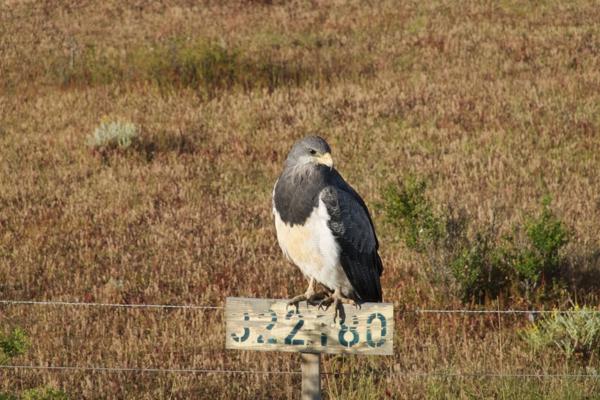 black-chested buzzard eagle, near Torres del Paine